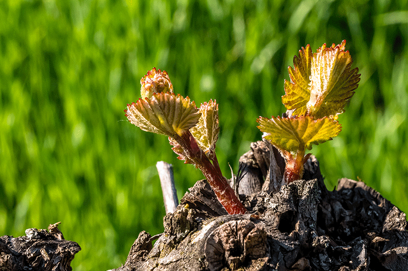 Entdeckt in den Weingärten - Ein Weinstock zeigt Stärke! - Foto: JoSt © 2021